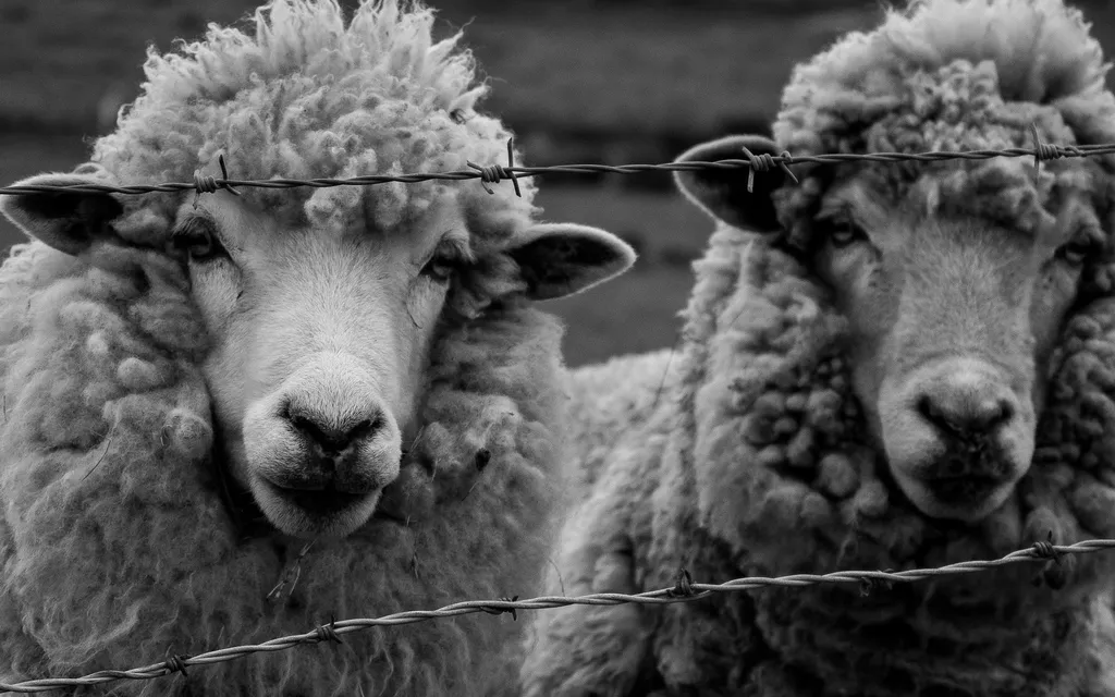 Cyfrowy ogród? A może bardziej cyfrowa zagroda